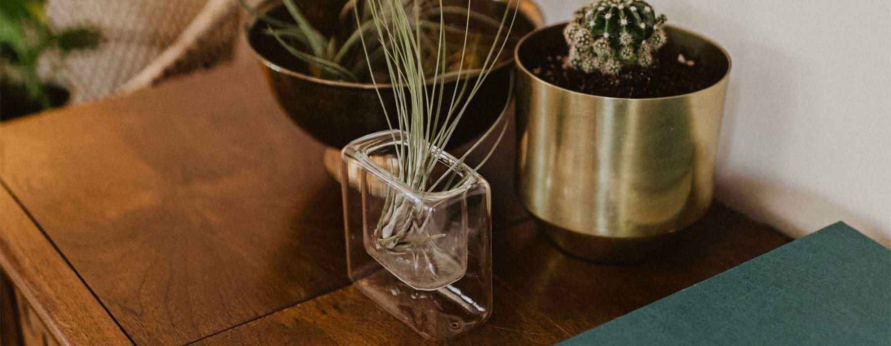 a dresser with plants