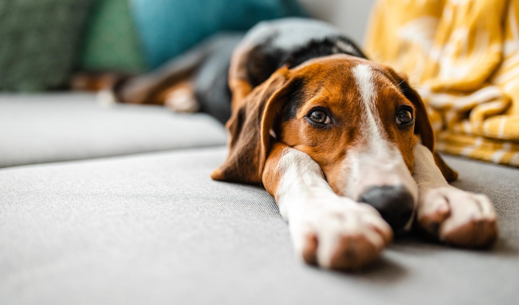 a dog lying on a bed