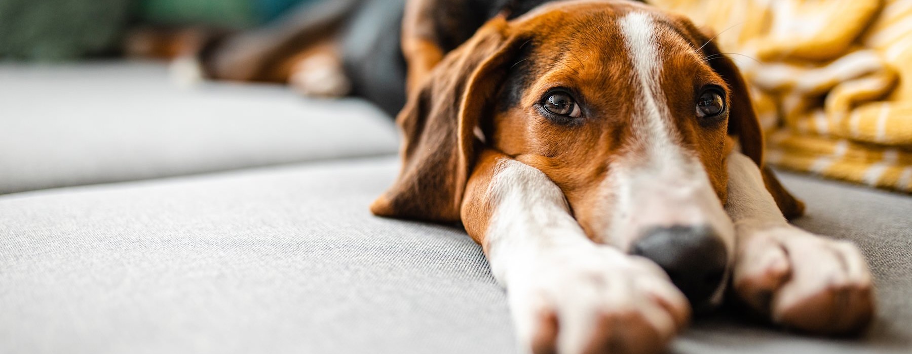 a dog sitting on a couch
